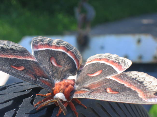 Mother of Moths 2 Foymount, Ontario Canada
