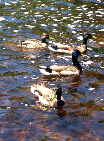 beautiful ducks :) Napanee, Ontario Canada