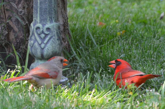 Cardinals in discussion Toronto, Ontario Canada