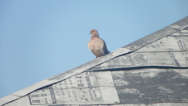 Dove on my Shed Roof Moncton, New Brunswick Canada