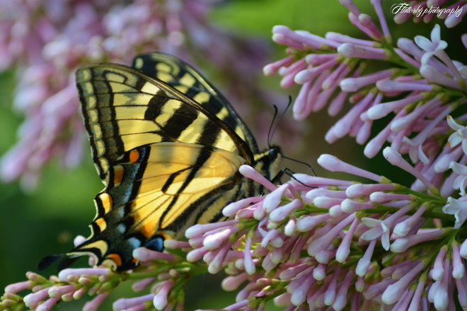 Beautiful Butterfly! Barachois, New Brunswick Canada