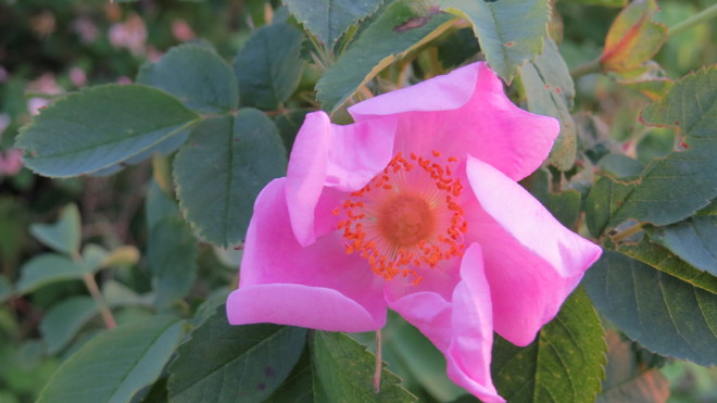 Wild rose Timmins, Ontario Canada