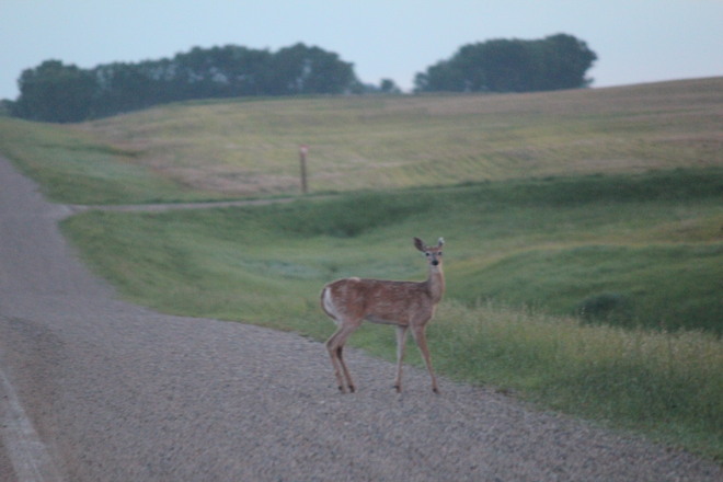 You Mean I Shouldnt Be Crossing The Road??? Francis, Saskatchewan Canada