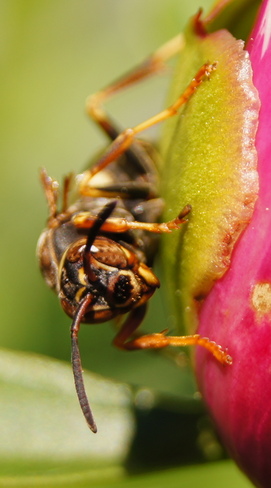 wasp on peony Enterprise, Ontario Canada