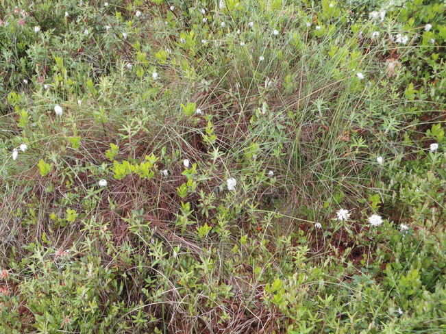 Peat bog grass 