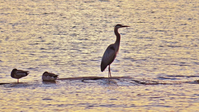 Blue Heron takes in sunset on 'duck rock' North Bay, Ontario Canada