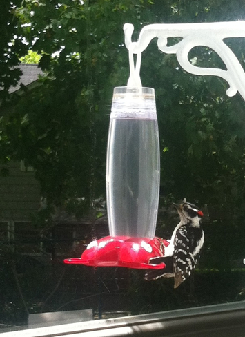 Thirsty Woodpecker 
