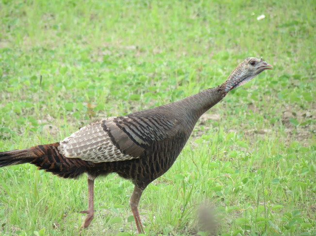 Wild Turkey Lindsay, Ontario Canada