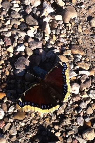 butterfly Tofield, Alberta Canada