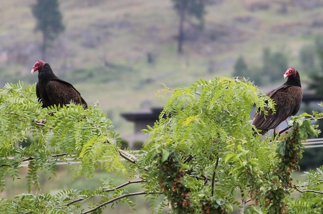 Turkey Vultures Penticton, British Columbia Canada