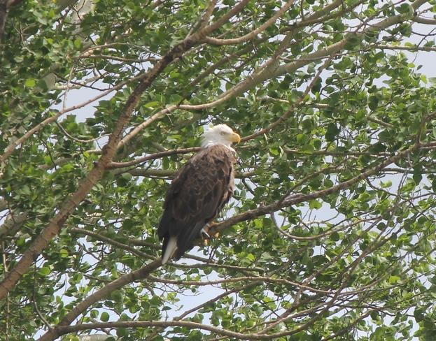 Eagle keeping on eye on us Cat Lake, Ontario Canada