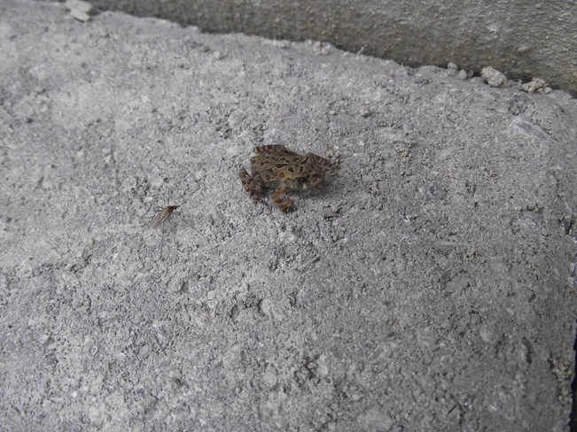 Baby Frog Trenton, Ontario Canada