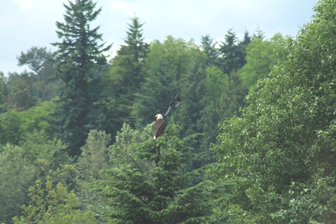 eagle and crow Abbotsford, British Columbia Canada