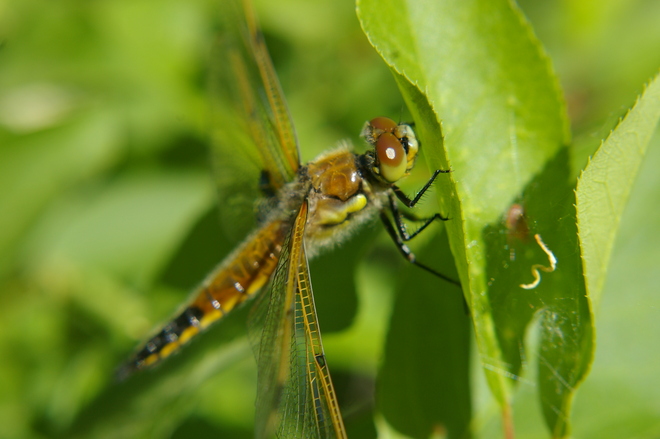 Dragonfly Christopher Lake, Saskatchewan Canada