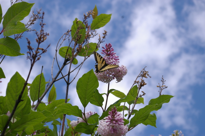 Butterfly in the lilacs Christopher Lake, Saskatchewan Canada
