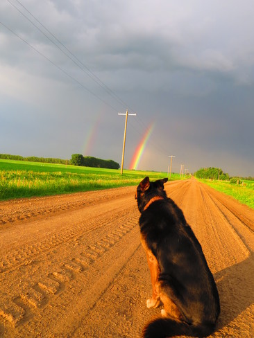 Dog, Rainbow and Storm Devon, Alberta Canada