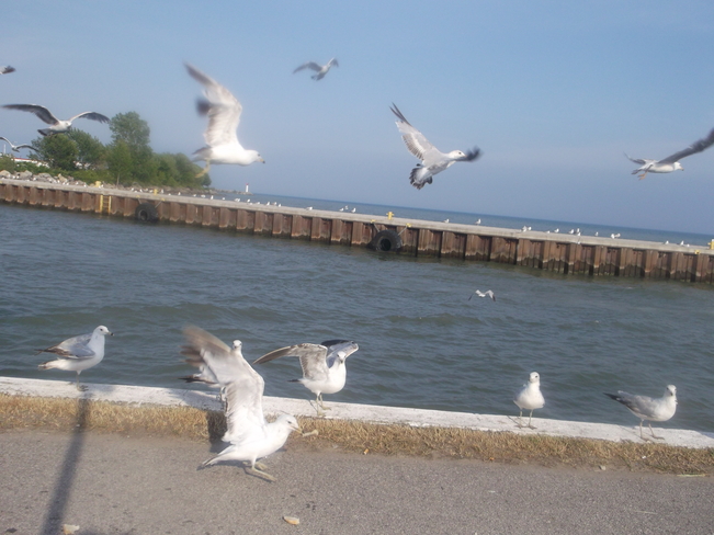 Sea Gulls Flying Port Dover, Ontario Canada