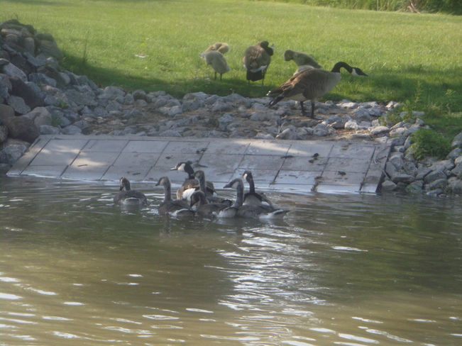 Ducks in Port Dover Port Dover, Ontario Canada