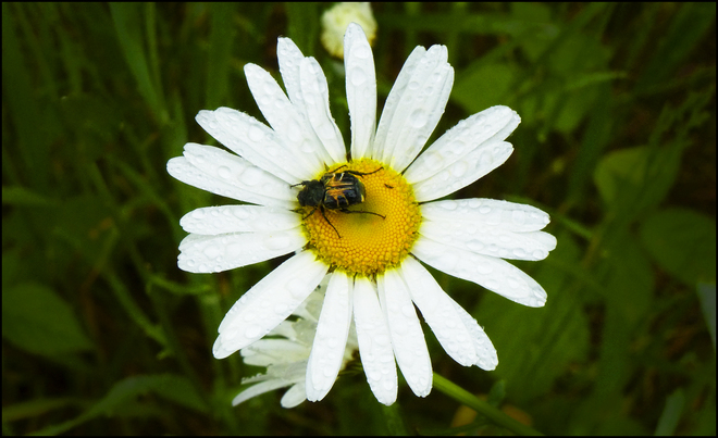 Esten Rd., after the rain, a daisy with a bug. Elliot Lake, Ontario Canada