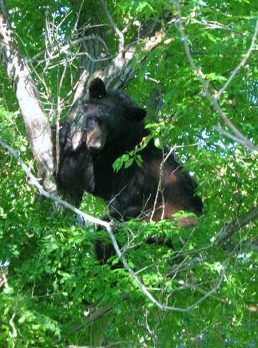 Bear trying to sleep in the tree, almost falling out. :O Langruth, Manitoba Canada