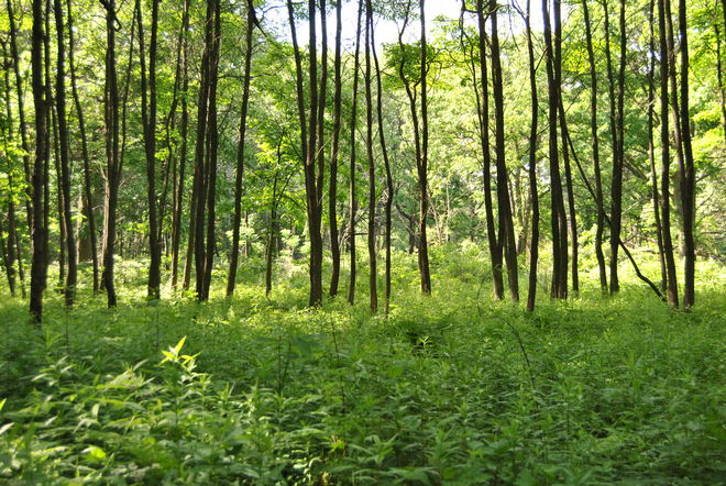 Trees Winchelsea, Ontario Canada