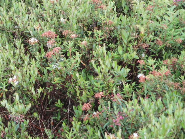 Peat bog flower 