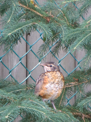 baby robin in the backyard Oakville, Ontario Canada