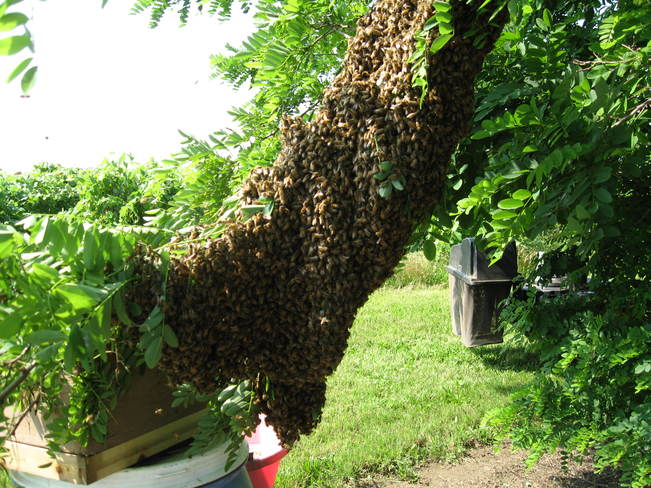 Honey Bee Swarm Niagara On The Lake, Ontario Canada