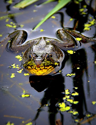 Froggy Surrey, British Columbia Canada