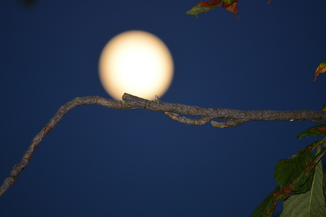 The Moon and the Tree Branch Richmond, British Columbia Canada
