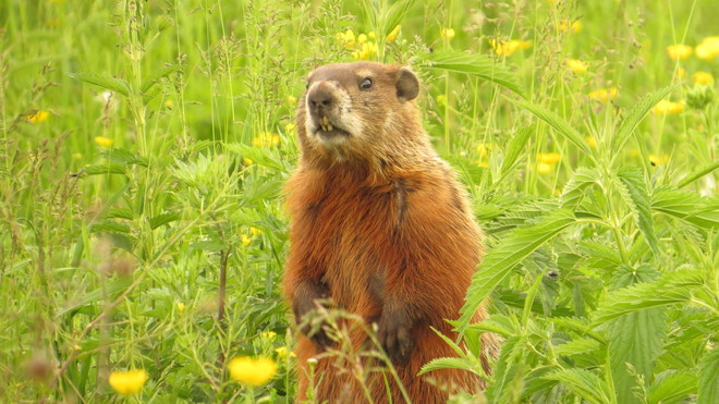 Our resident groundhog Rutherglen, Ontario Canada