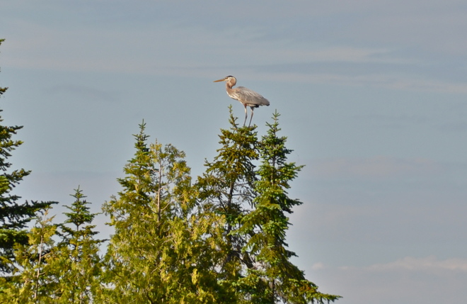 Grand Heron aime le vent du sud Duparquet, Quebec Canada