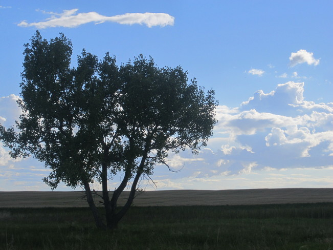 Sask Landscape Eatonia, Saskatchewan Canada