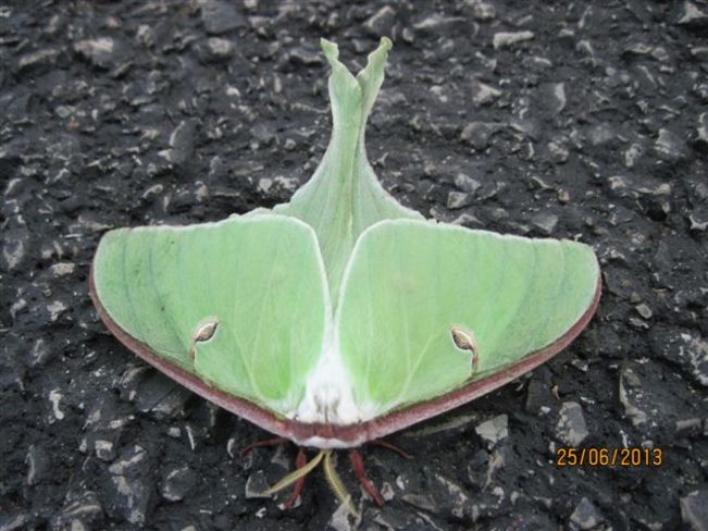 Luna Moth Hagersville, Ontario Canada