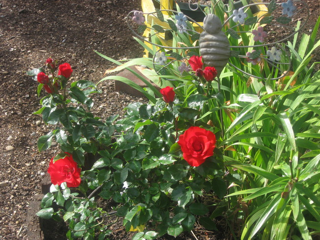 our newest garden rose... Surrey, Prince Edward Island Canada