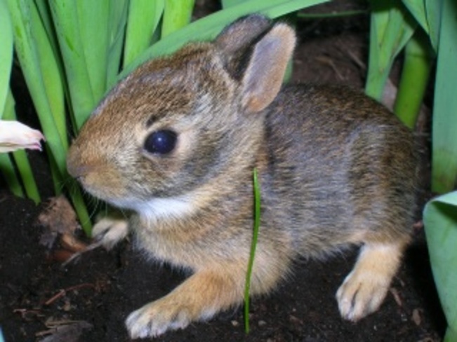 3-4 week old bunny Burlington, Ontario Canada
