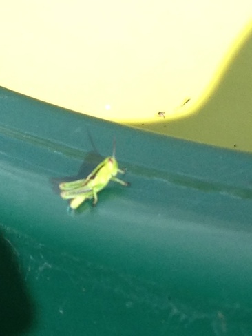 grasshopper in virden Virden, Manitoba Canada