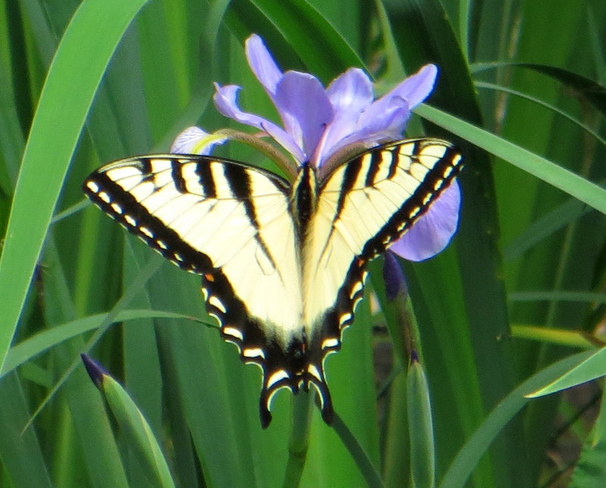 Tiger Swallowtail Grand Bend, Ontario Canada