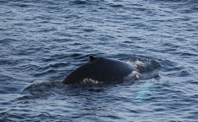 Whales at Cape Spear St. John's, Newfoundland and Labrador Canada