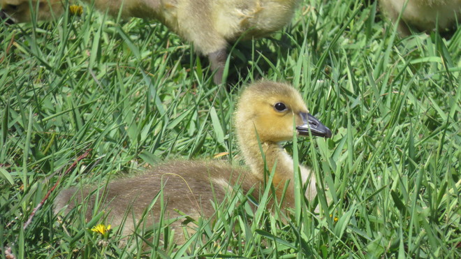 baby geese Springside, Saskatchewan Canada
