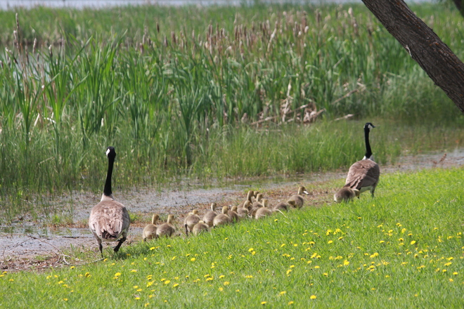 a goose family Springside, Saskatchewan Canada