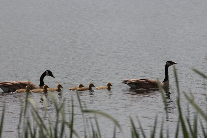 family of geese Springside, Saskatchewan Canada