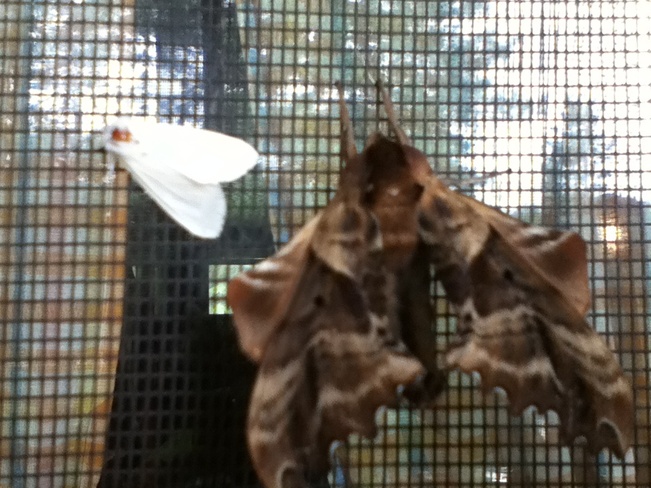moths chillin out ,