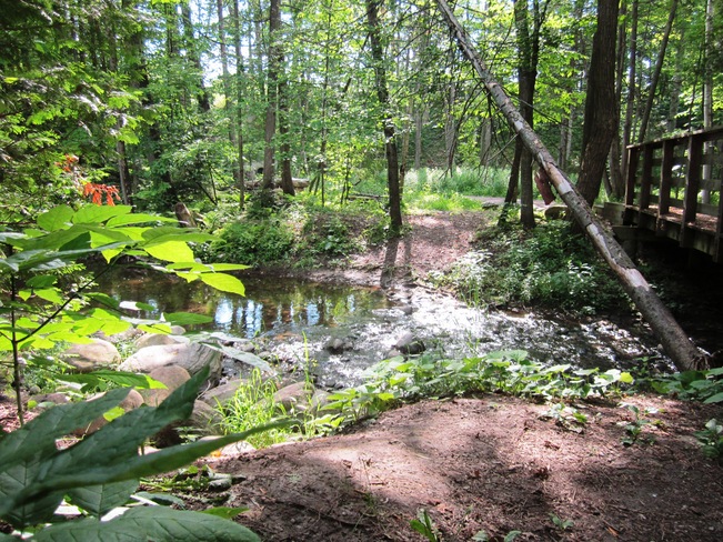 Peaceful stream in forest Barrie, Ontario Canada
