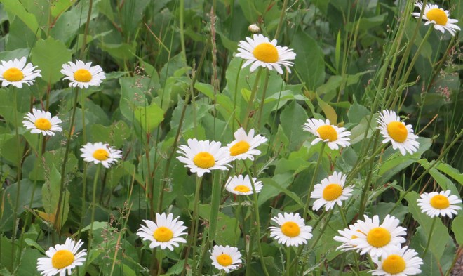 wild daisies Rutherglen, Ontario Canada