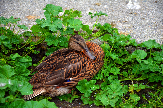 Do I look like a Duck Salad Vancouver, British Columbia Canada