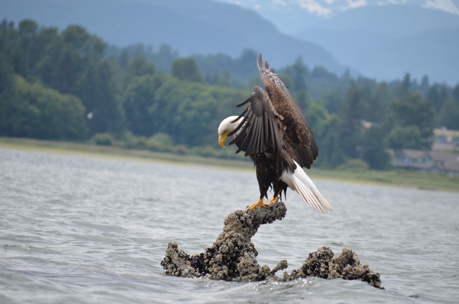 Eagle Comox, British Columbia Canada