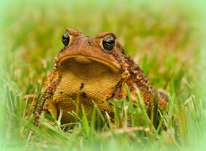 Garden Toad Magnetawan, Ontario Canada