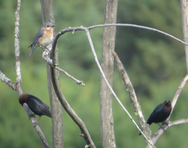 three birds Rutherglen, Ontario Canada
