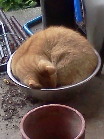 sleeping in a bowl Elgin, Ontario Canada